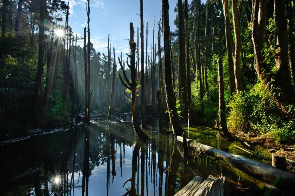南投杉林溪一日游 忘忧森林 杉林溪 妖怪村 台中出发 Kkday