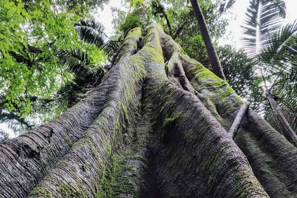 オーストラリア ゴールドコースト タンバリン熱帯雨林 野生動物探索1日ツアー Kkday
