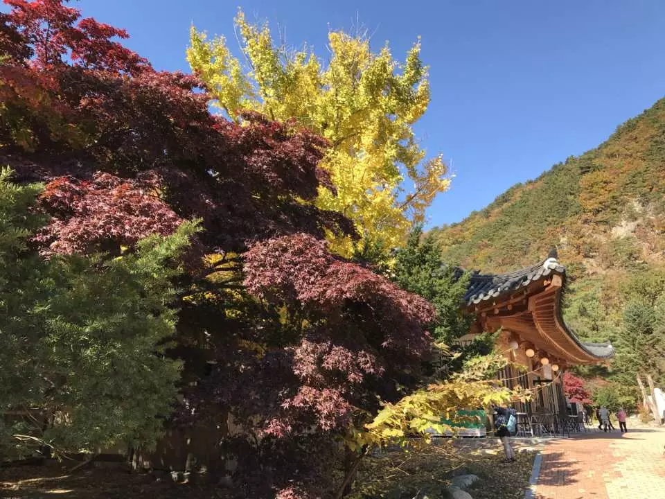 期間限定 秋の韓国 雪岳山国立公園で紅葉狩り ロープウェー1日ツアー ソウル出発 Kkday