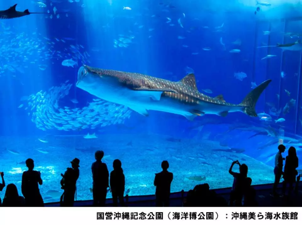 日本沖繩｜美麗海水族館Okinawa Churaumi Aquarium 門票- KKday