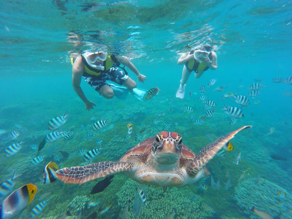 Search for traces of sea turtles