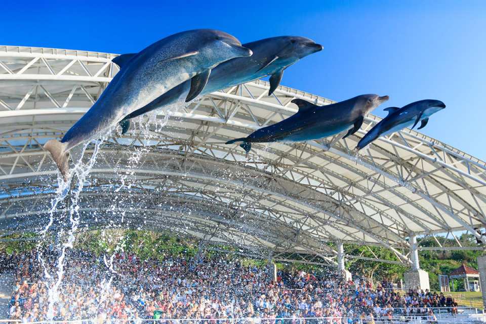 Learn about dolphin's abilities and ecology at the Oki-chan Theater