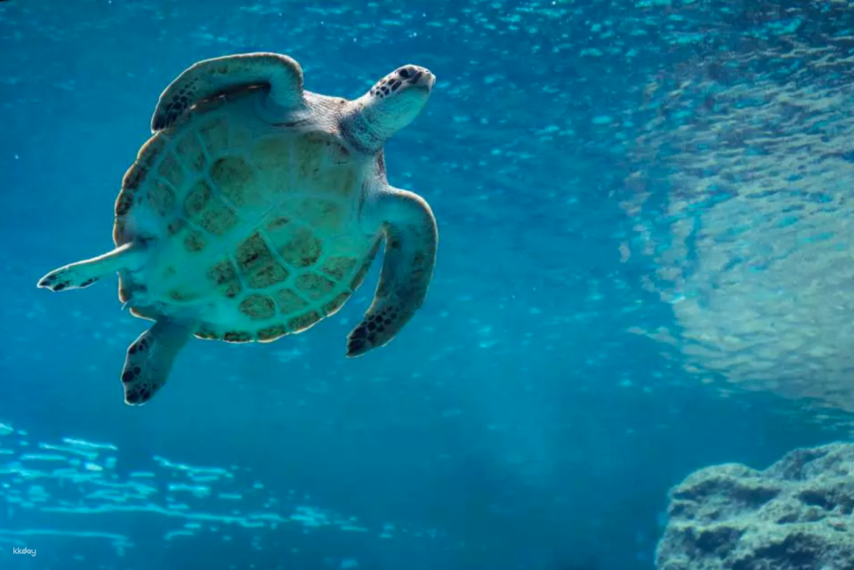 Learn about the ecology of sea turtles at the Sea Turtle Museum!