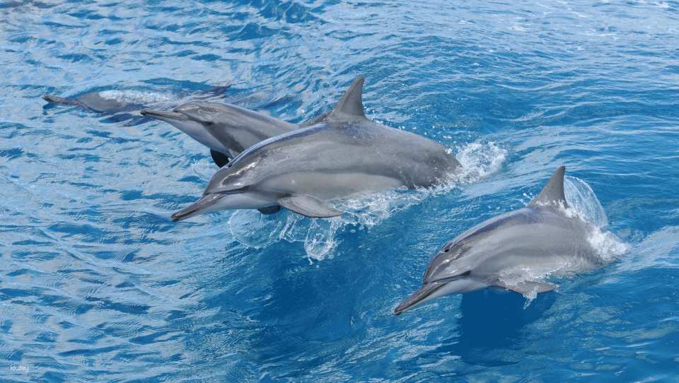 Catch sight of real and wild dolphins during the cruise