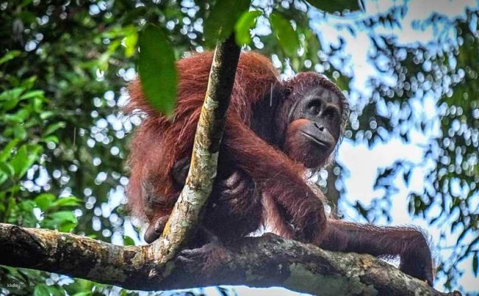 Learn more about how orangutans are rescued and fed at the Rehabilitation Center