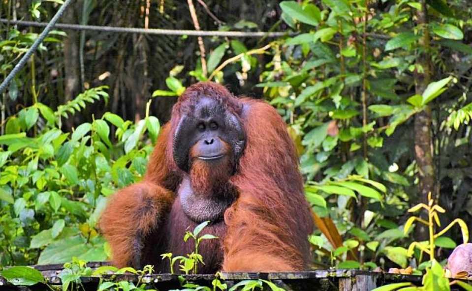 Discover the biggest orangutan rehabilitation center in Sarawak as you visit the Wildlife Center of the Semenggoh Nature Reserve