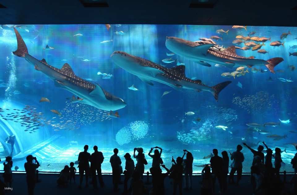 Visit the Okinawa Churaumi Aquarium and witness the wonders of marine life (2.5 hours)