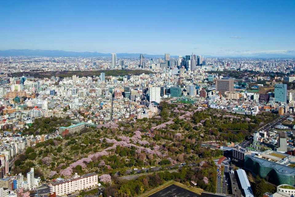 Enjoy the beautiful cherry blossoms from the air.
