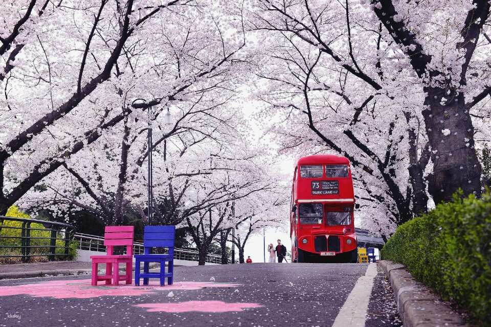 Catch the beautiful cherry blossoms