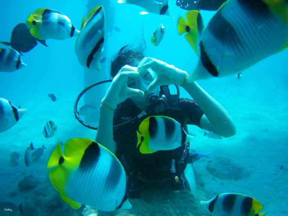 Go on a fantastic diving experience