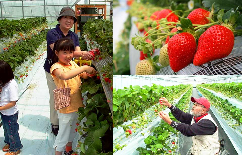 <span class='tour-time'><strong>10:10</strong></span>  From January 7 to April 30, visit POO Strawberry Farm to experience strawberry picking (about 60 minutes, cost not included, starting from 2,500 JPY; no visit to Takeo Library & Takeo Shrine).