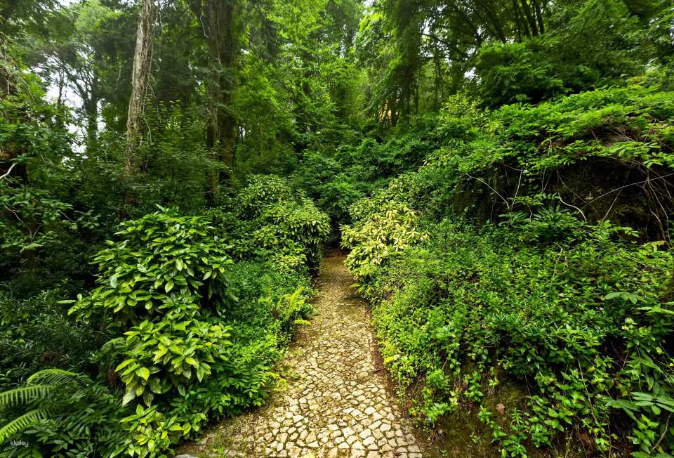 Discover an amazing maze of woodland in a fairy tale forest