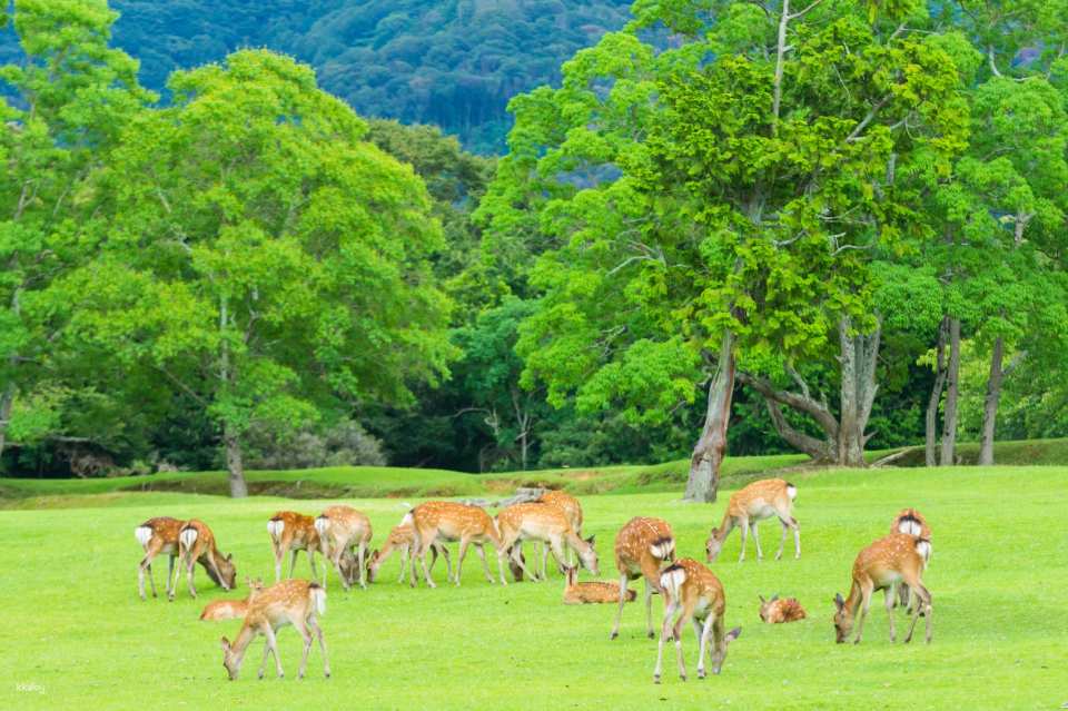 <span class='tour-time'><strong>10:00</strong></span>  Nara Park & Todaiji Temple (stay for about 70 minutes)