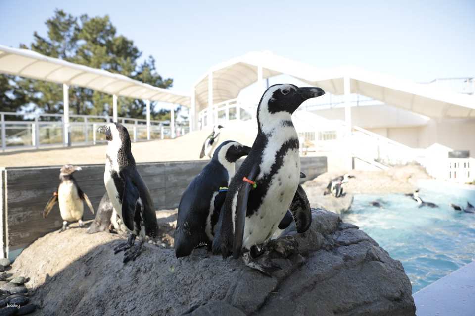Watch creatures such as penguins and sea lions from different angles at the outdoor "Creature Island" area