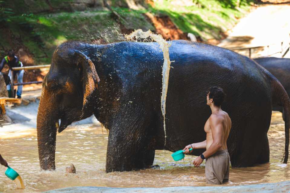   Wash the elephants and help with exfoliation (scrub with elephant).