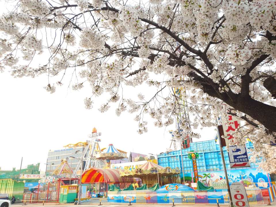 There is also a chance to see cherry blossoms in full bloom in Incheon in spring!