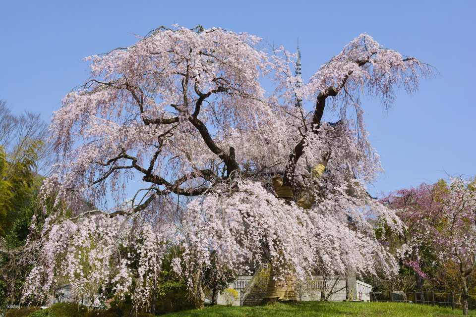 The Weeping Cherry Blossom of Josenji Temple