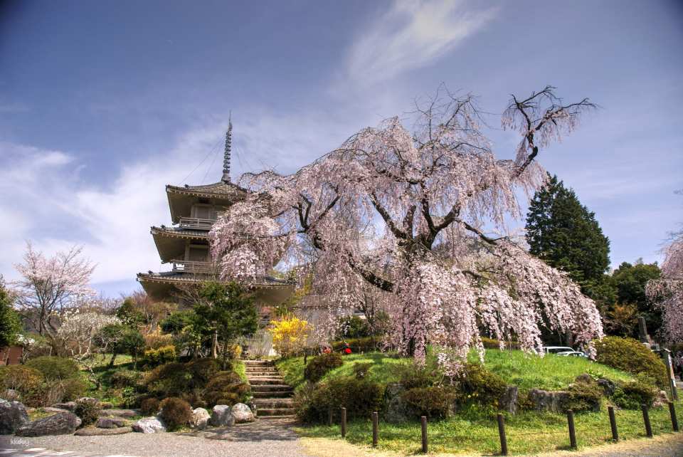 Visit The Weeping Cherry Blossom of Josenji Temple during cherry blossom season