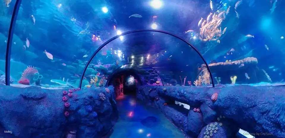 Walk through the ocean tunnel and discover fascinating marine creatures