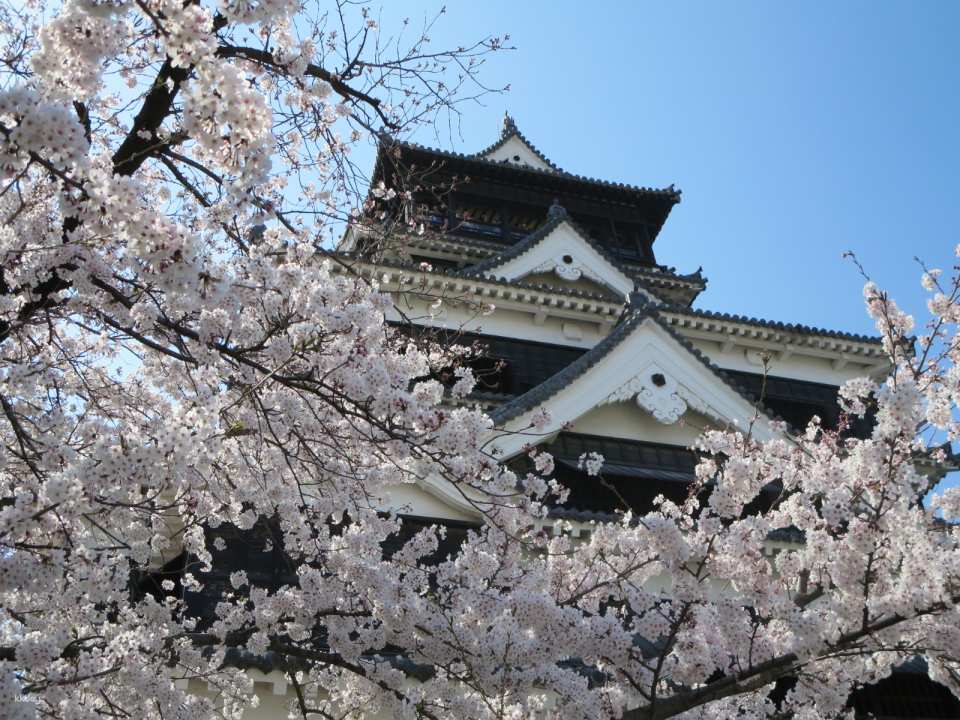Marvel at the iconic Kumamoto Castle~ Sakuranobaba Josaien (90 minutes) *Does not include entrance ticket for castle tower