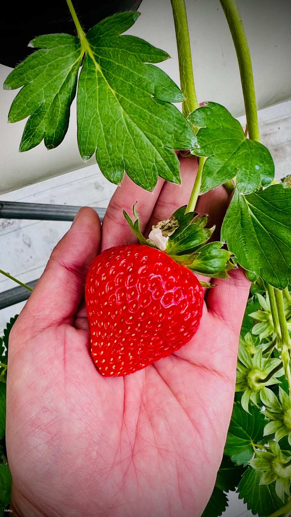 [Fruit picking activity] Plan B (all you can eat strawberries from December to May): experience the fun of seasonal fruit picking with your own hands (stay time: about 50 minutes)