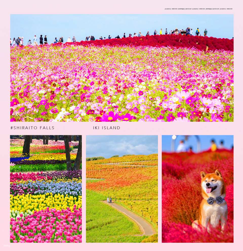   You can enjoy colorful flowers all year round, including white butterfly flowers, daffodils, and tulips in spring, poppies and roses in early summer, zinnias and sunflowers in midsummer, broom grass and cosmos in autumn, and ice tulips in winter.