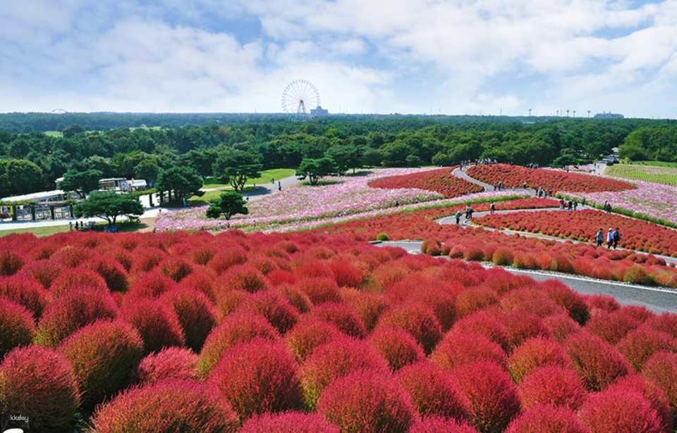 <span class='tour-time'><strong>13:50</strong></span>  Hitachi Seaside Park—Autumn's vibrant crimson sedges and cosmos, and winter's ice tulips (approximately 90 minutes, included in admission)