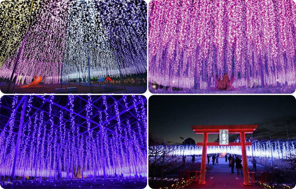 <span class='tour-time'><strong>17:00</strong></span>  Ashikaga Flower Park - 2025 Light Flower Garden (approximately 150 minutes, admission fee included, free time)
