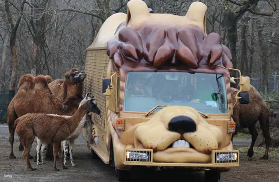   Plan B: Take the "Jungle Bus" into the open hunting area and feed bears, lions and camels up close!