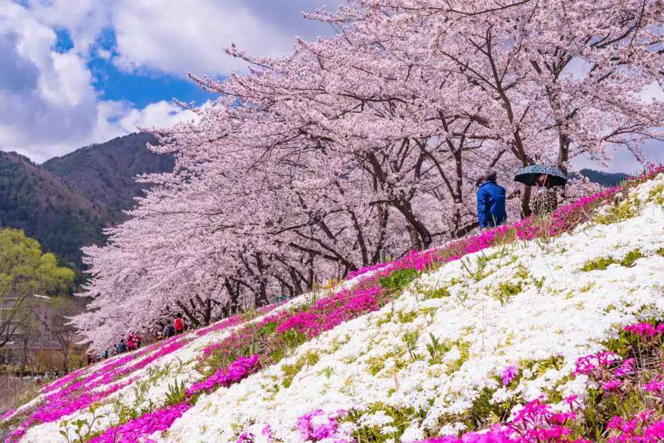   You can see cherry blossoms in full bloom in spring. Expected blooming period: late March to early April