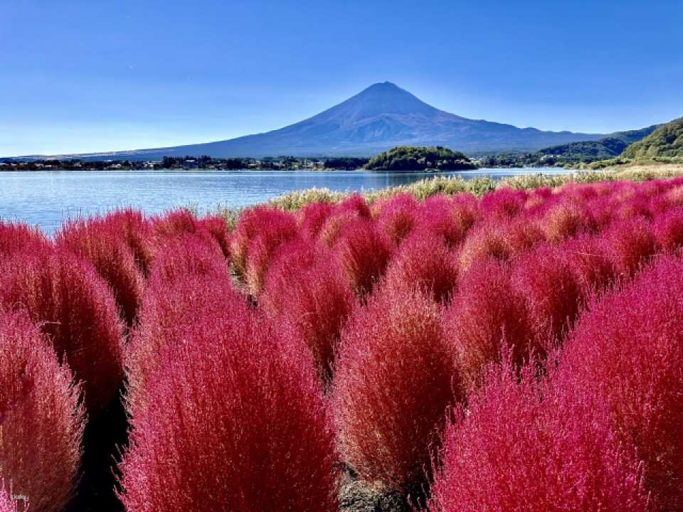   In autumn, you can see the lovely round red leaves of the safflower at Oishi Park. *Expected fall foliage season: mid-October to late October