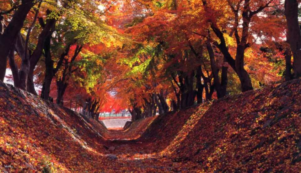   Limited time from November 1st to November 23rd: Kawaguchiko Maple Corridor ※Expected fall foliage season: Late October to late November