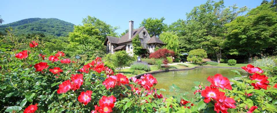 Strolling through the garden of the Hakone Glass Forest Museum, you can admire a variety of roses, from classic roses cultivated in the West to modern varieties native to Japan, all vying for attention and blooming in vibrant colors.